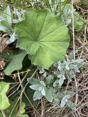 Alchemilla mollis