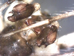 Cryptachaea blattea