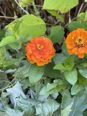Zinnia elegans