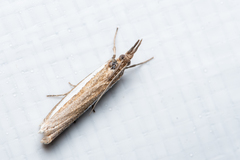 Crambus