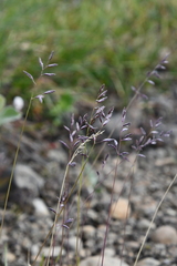 Festuca brachyphylla