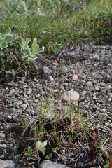 Festuca brachyphylla