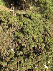 Haplopappus foliosus