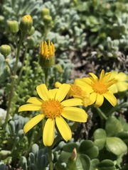 Senecio bahioides