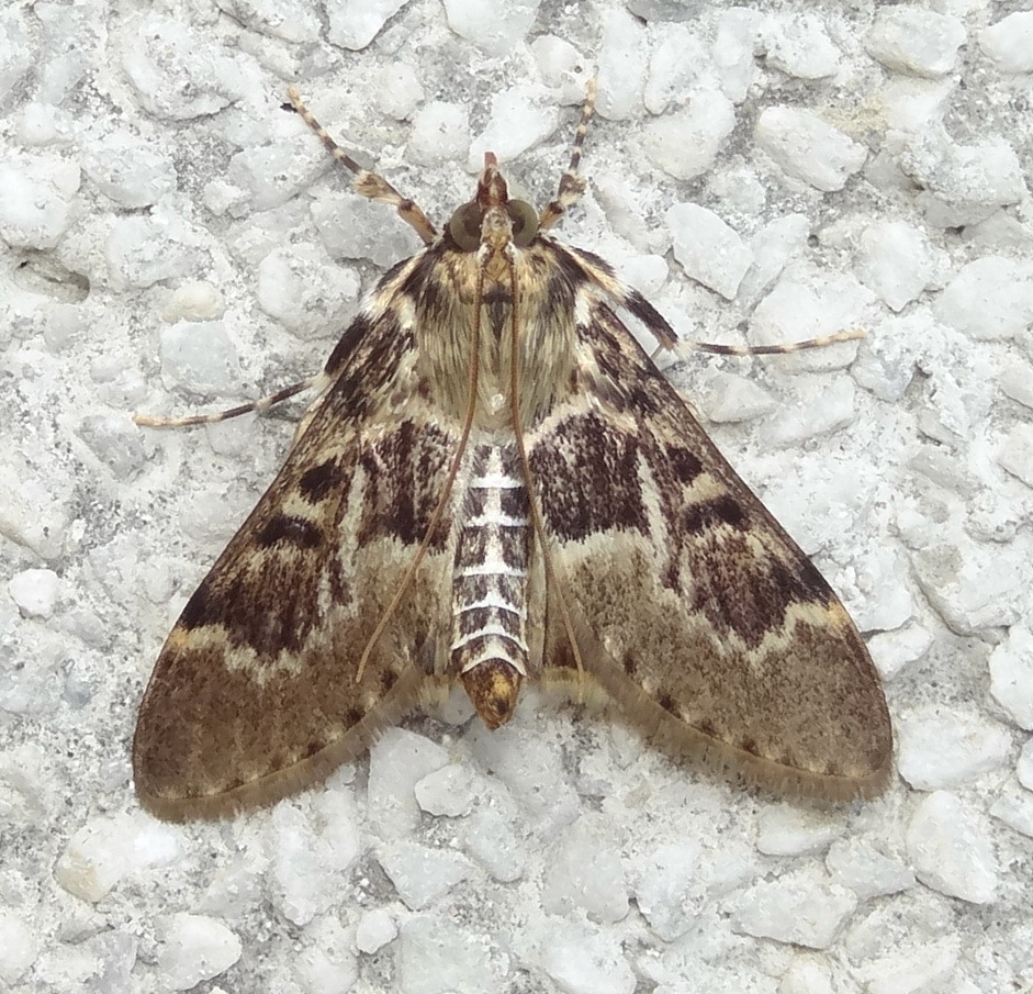 Parbattia