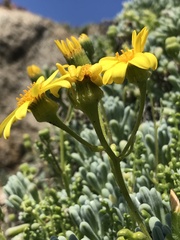 Senecio bahioides