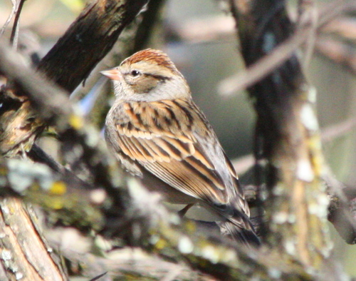 Spizella passerina