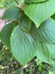 Cornus alternifolia