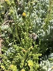 Senecio bahioides