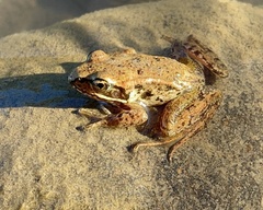 Rana