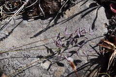 Festuca brachyphylla