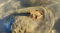 Rana