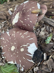 Stropharia rugosoannulata