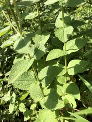Eupatorium cordigerum