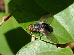 Tachinidae