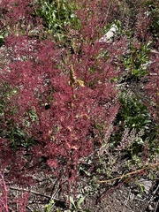 Dysphania graveolens