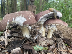Stropharia rugosoannulata