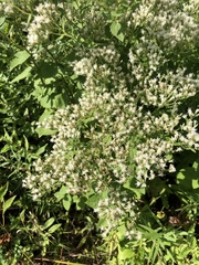 Eupatorium cordigerum