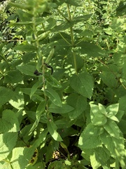 Eupatorium cordigerum
