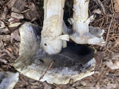 Stropharia rugosoannulata