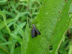 Epicauta cinerea-group