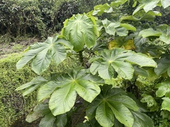 Cecropia peltata