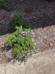 Symphyotrichum oblongifolium