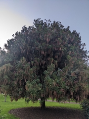 Macadamia integrifolia