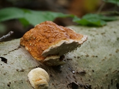 Fomitopsis pinicola