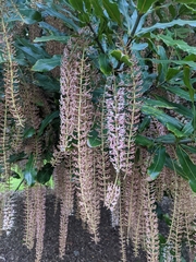 Macadamia integrifolia