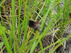 Apiomerus floridensis