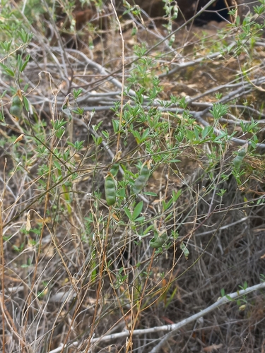 Orange Silverbullet (Dichilus gracilis)