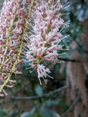 Macadamia integrifolia