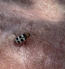 Paranapiacaba tricincta