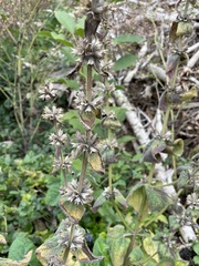 Salvia verticillata