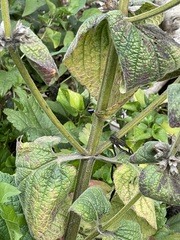 Salvia verticillata