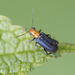 Megascelis caerulipennis - Photo (c) Frank Thomas Sautter, some rights reserved (CC BY-NC), uploaded by Frank Thomas Sautter