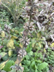 Salvia verticillata