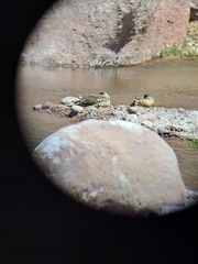 Lophonetta specularioides