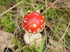 Amanita muscaria