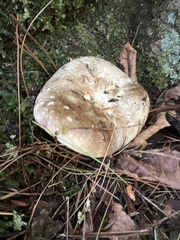 Russula dissimulans