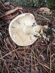 Russula dissimulans