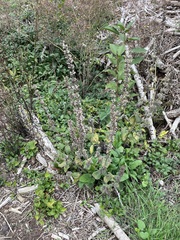 Salvia verticillata