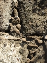 Gallotia stehlini