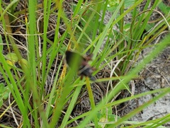 Apiomerus floridensis