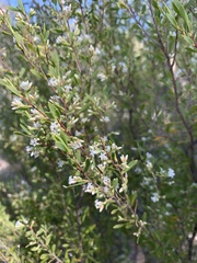 Styphelia mutica