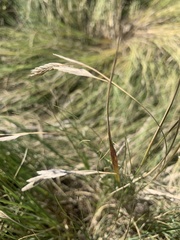 Cynodonteae