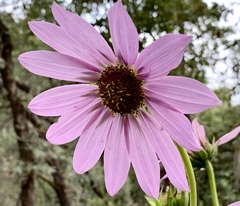 Iostephane heterophylla
