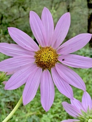 Iostephane heterophylla
