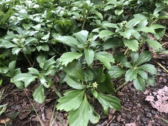 Pachysandra terminalis